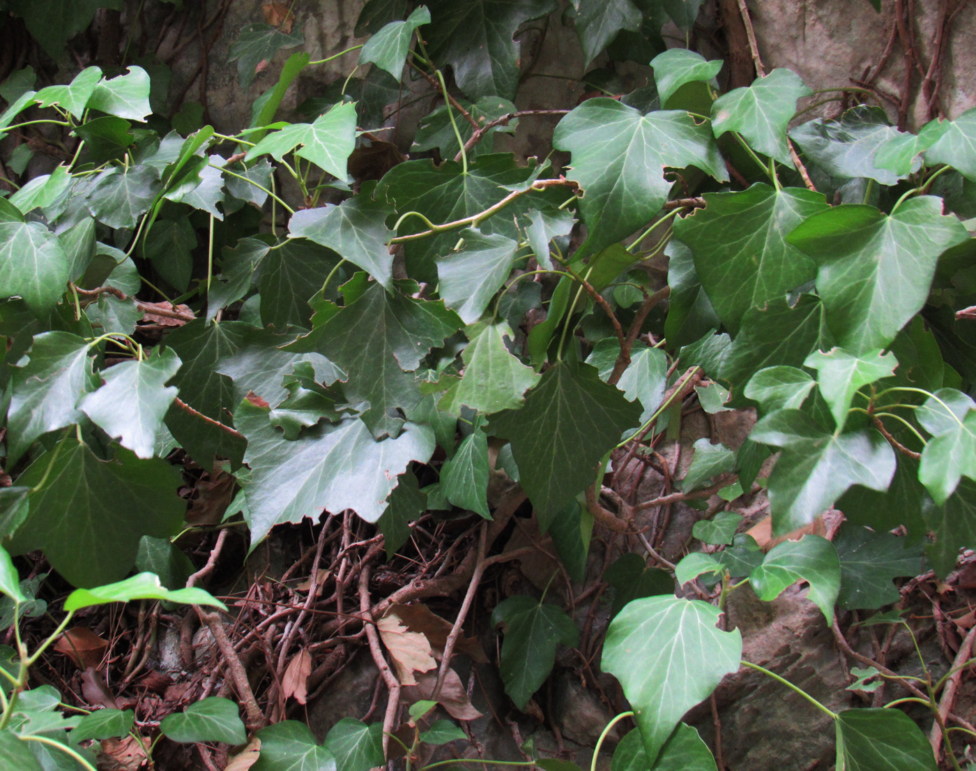 Image of Hedera helix specimen.