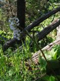 Bergenia crassifolia