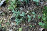 Astragalus ciceroides. Вегетирующие растения. Карачаево-Черкесия, Карачаевский р-н, Тебердинский заповедник, близ водопада Мужские слёзы, поросшая сосной осыпь. 27.07.2019.