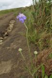 Scabiosa lachnophylla. Верхушка цветущего растения. Приморский край, Хасанский р-н, окр. с. Витязь, луг, обочина. 13 сентября 2019 г.