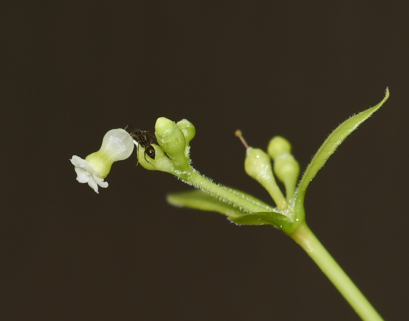 Изображение особи Rauvolfia tetraphylla.