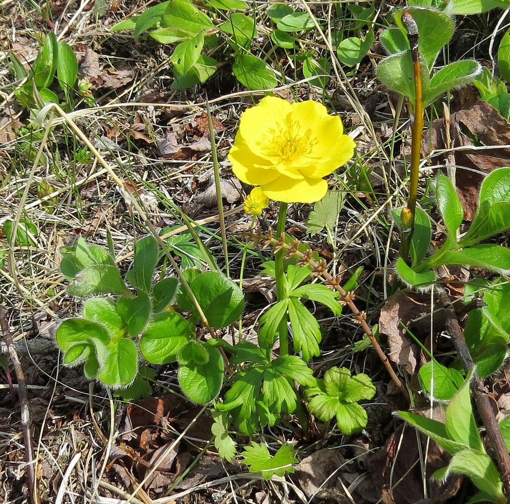 Изображение особи Trollius membranostylis.