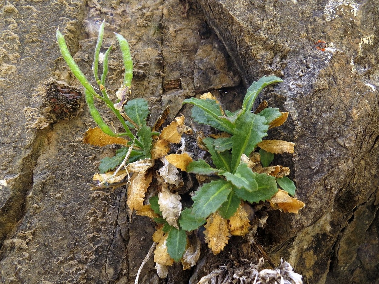 Image of Parrya schugnana specimen.