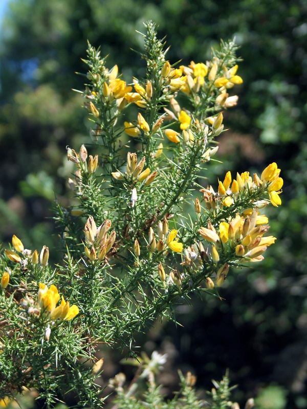 Image of genus Ulex specimen.