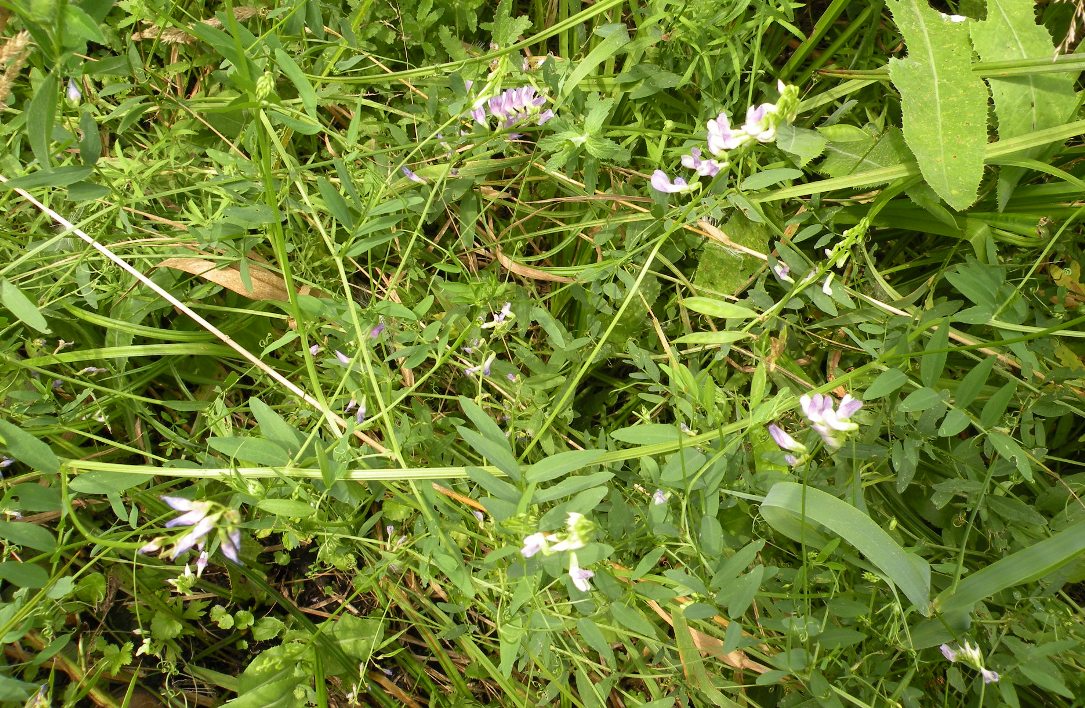 Изображение особи Vicia biennis.