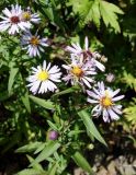 Symphyotrichum novi-belgii