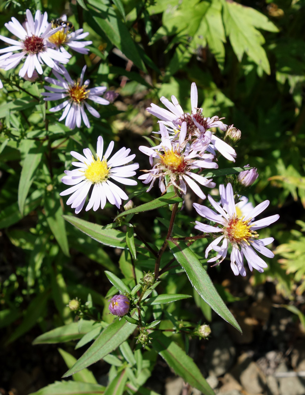 Изображение особи Symphyotrichum novi-belgii.