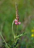 Onobrychis sibirica