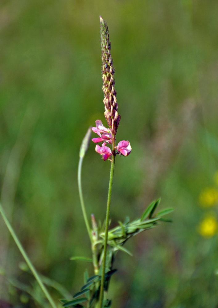 Image of Onobrychis sibirica specimen.