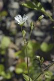 Cerastium fischerianum. Верхушка цветущего побега. Сахалинская обл., Томаринский р-н, окр. г. Томари, берег р. Колмагорка (Колмогоровка) недалеко от впадения ее в Татарский пролив. 30.07.2017.