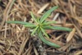 Abies sachalinensis