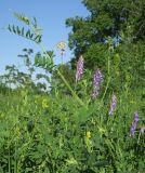 Vicia villosa. Верхушка побега с соцветиями в зарослях разнотравья. Украина, г. Луганск, ул. П. Сороки, пустырь, рудеральная растительность. 31.05.2019.