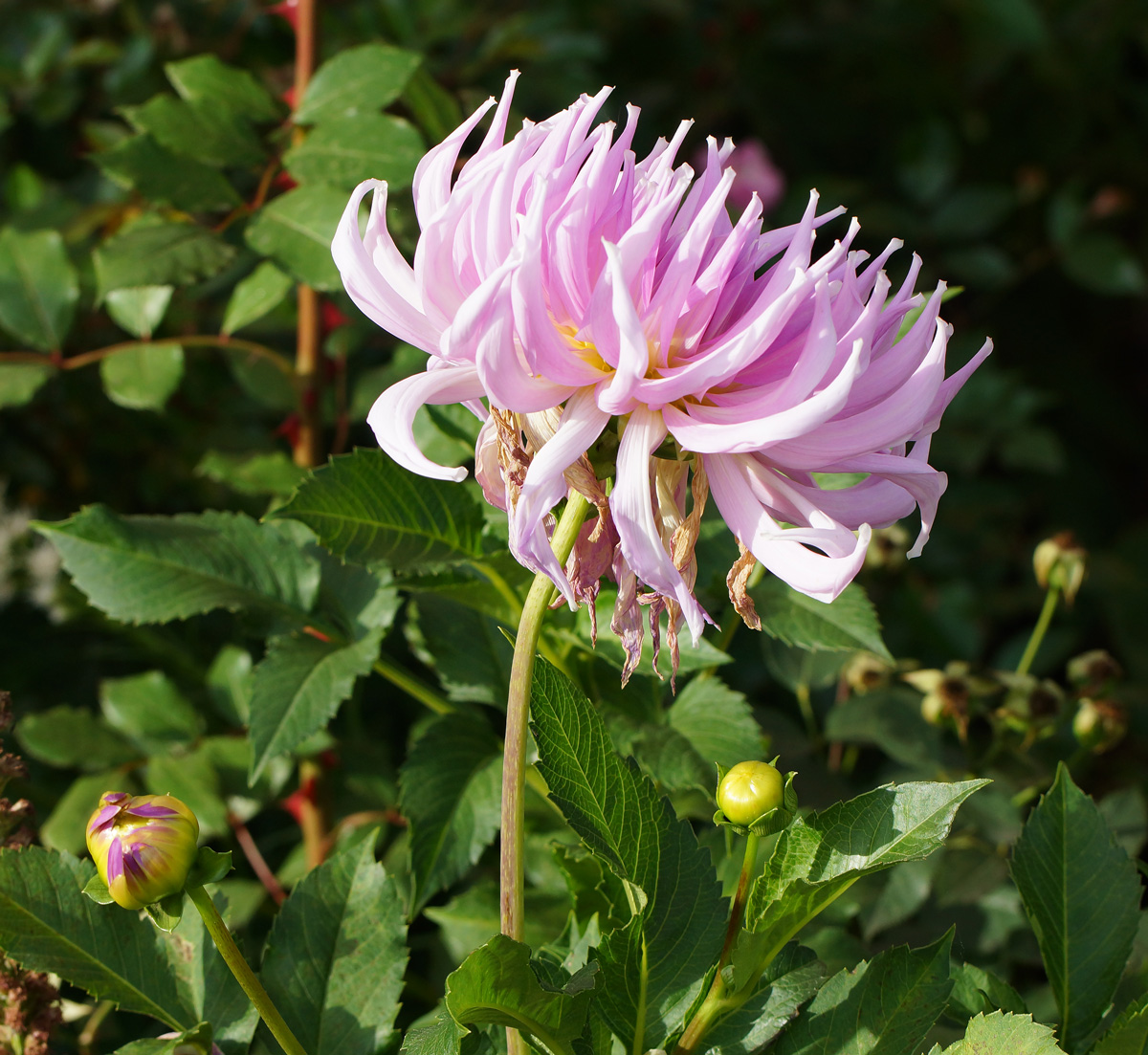 Image of Dahlia &times; cultorum specimen.