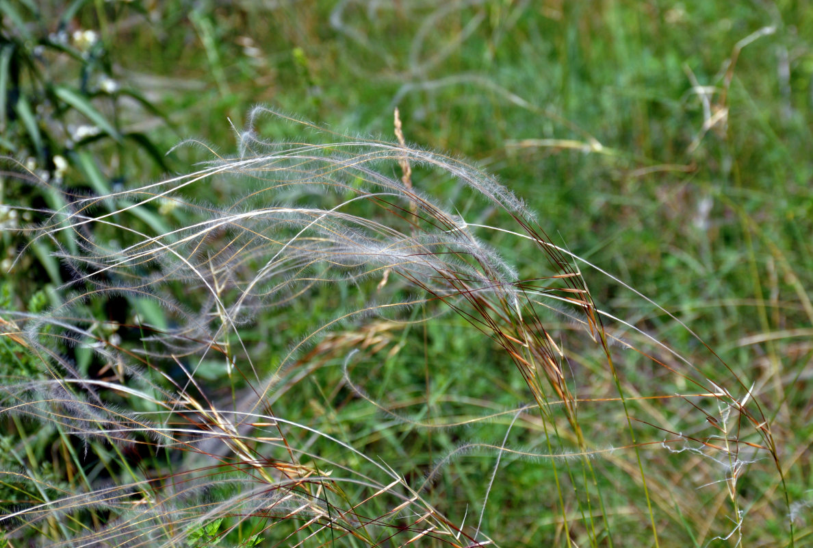 Изображение особи род Stipa.