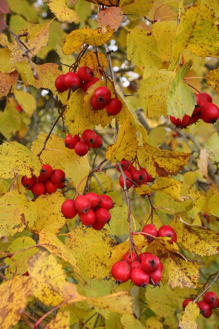 Изображение особи Crataegus submollis.