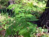 Sorbus sibirica
