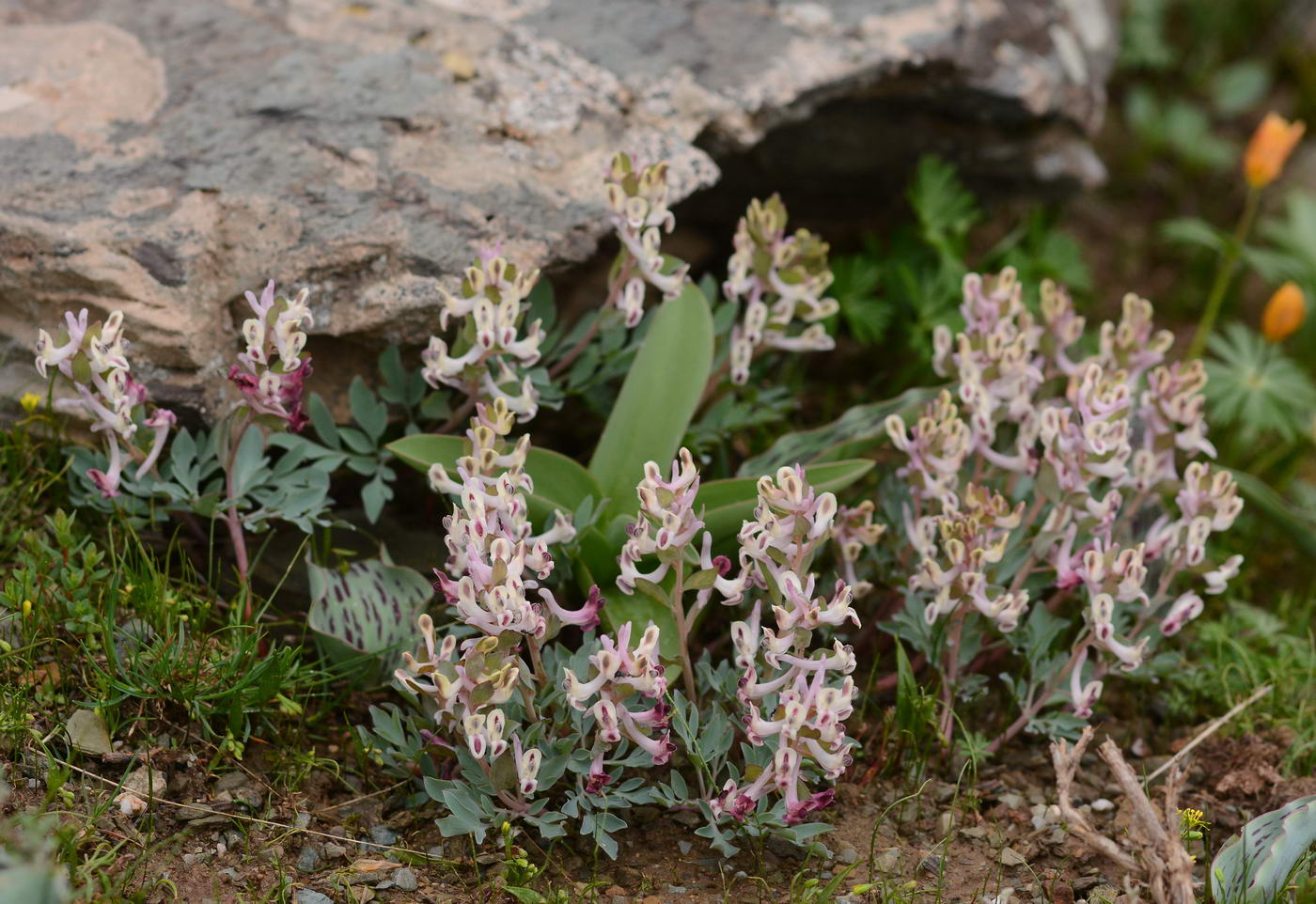 Image of Corydalis ledebouriana specimen.