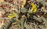 Astragalus dactylocarpus. Часть побега с цветками. Израиль, окр. г. Арад, петрофитная растительная группировка. 03.03.2020.