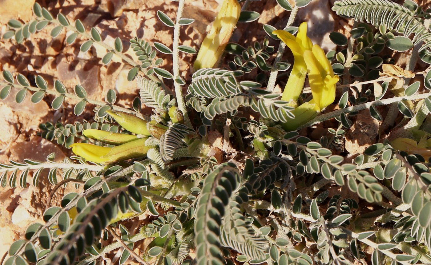 Изображение особи Astragalus dactylocarpus.