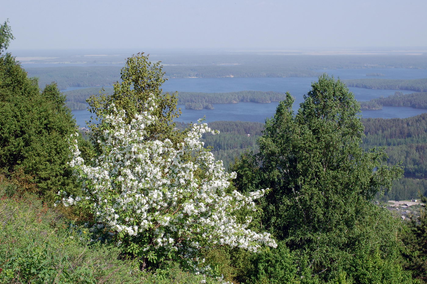 Изображение особи род Malus.