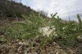 Astragalus dolichophyllus