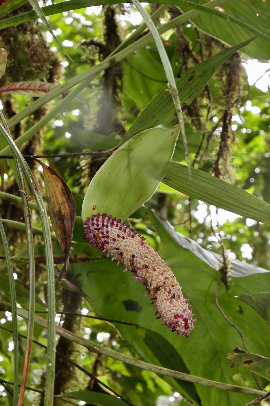 Изображение особи Anthurium erythrostachyum.