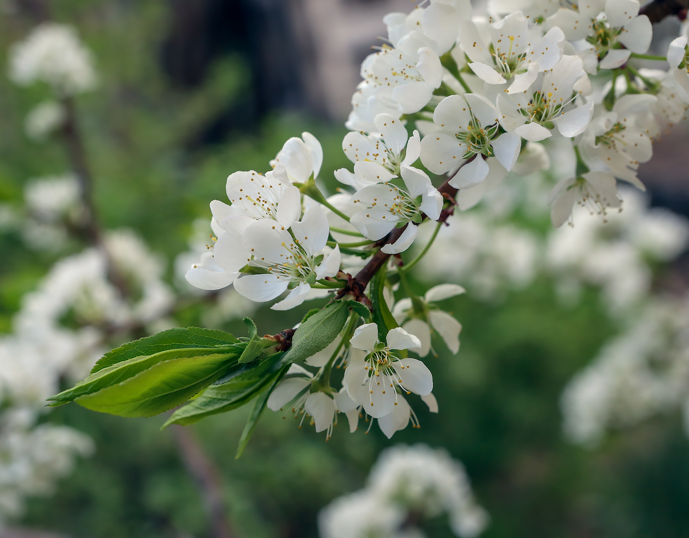 Изображение особи род Prunus.