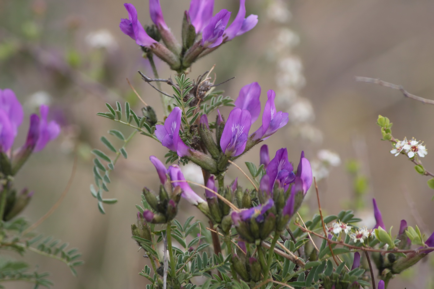 Image of Astragalus suffruticosus specimen.