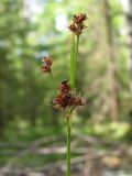 Luzula multiflora