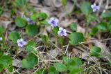 Viola palustris. Цветущие растения. Санкт-Петербург, Выборгский р-н, парк «Сосновка», заболоченный лес. 25.05.2020.