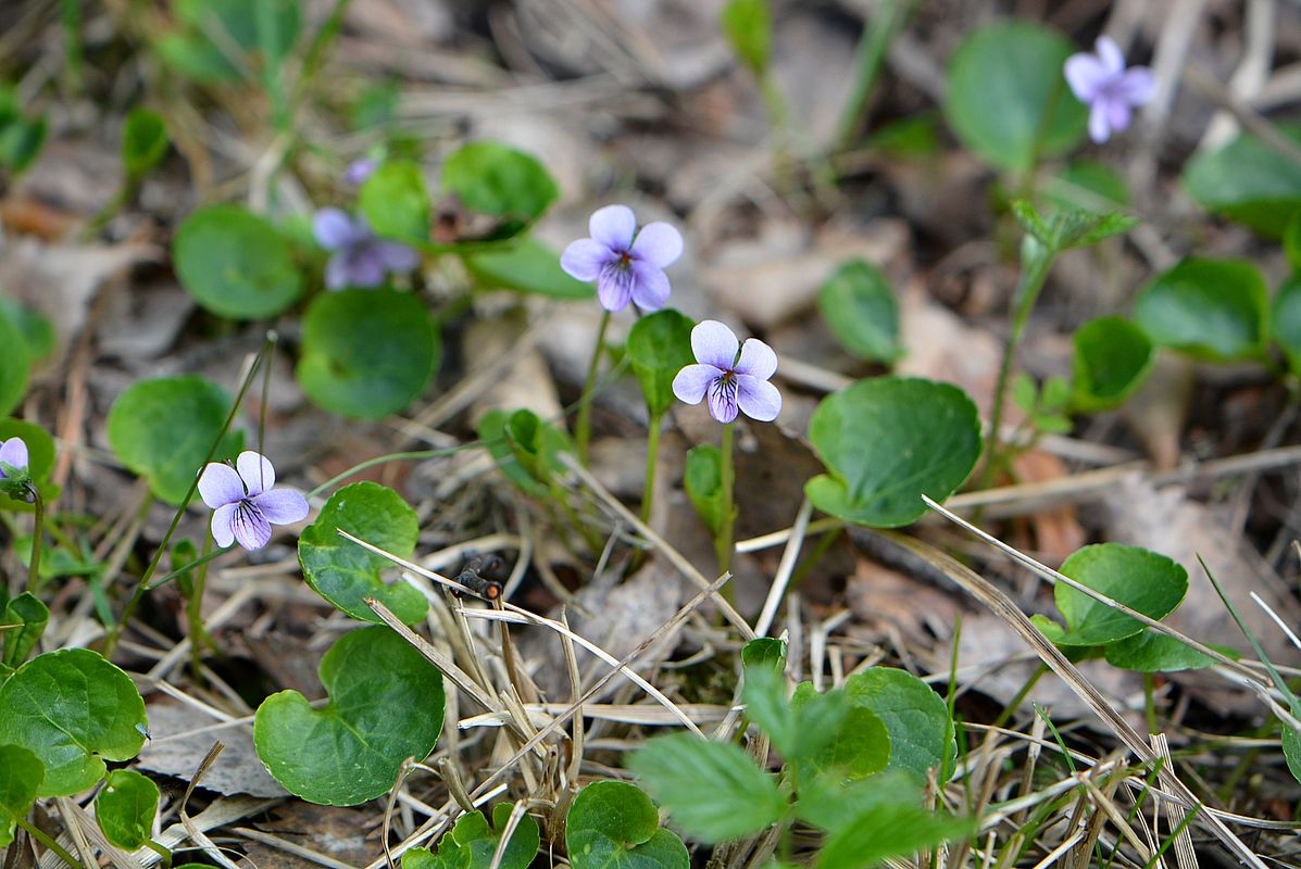 Image of Viola palustris specimen.