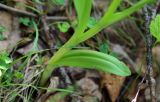 Dactylorhiza fuchsii