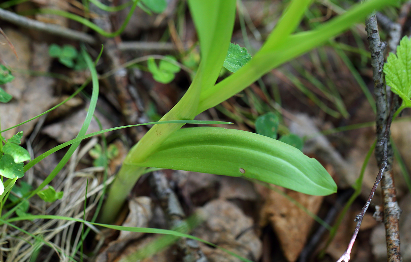 Image of Dactylorhiza fuchsii specimen.