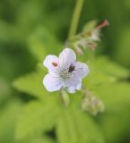 Geranium sylvaticum