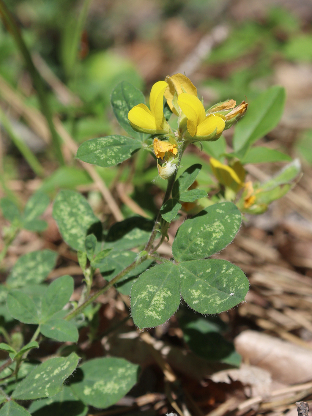 Изображение особи Argyrolobium biebersteinii.