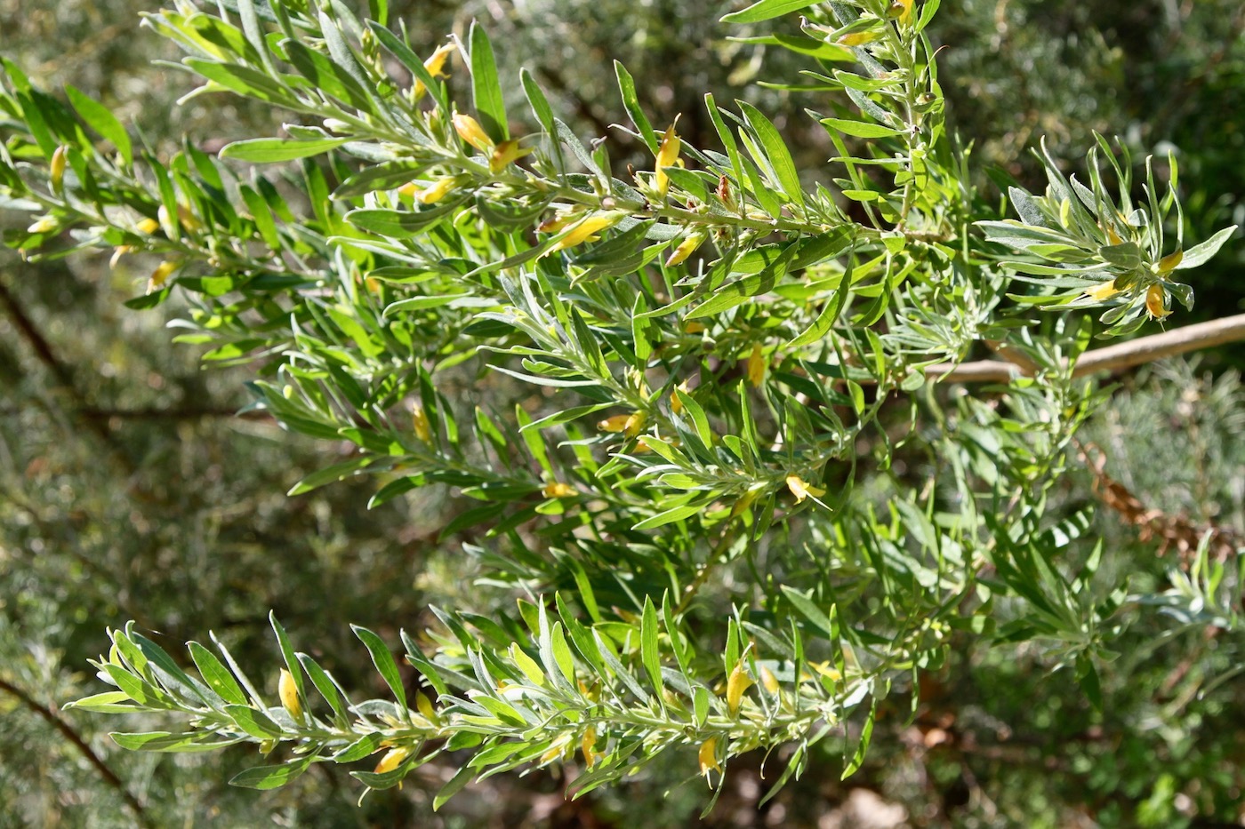 Image of Eremophila glabra specimen.