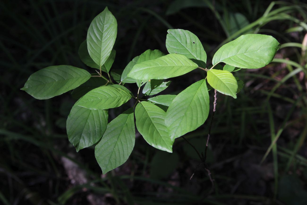 Изображение особи Frangula alnus.