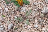 Lomatocarpa alata. Цветущее растение; вверху снимка - Corydalis gortschakovii. Узбекистан, Чаткальский хр., перевал Даван (Турасай) близ Арашанских озёр, дресвяно-щебнистый склон. 17.07.2020.