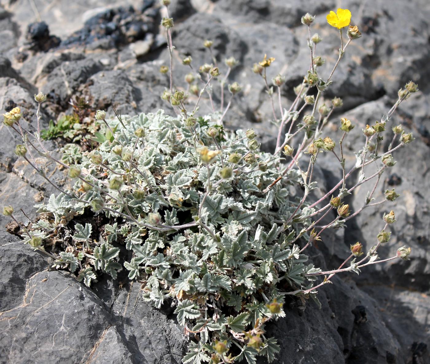 Изображение особи Potentilla hololeuca.