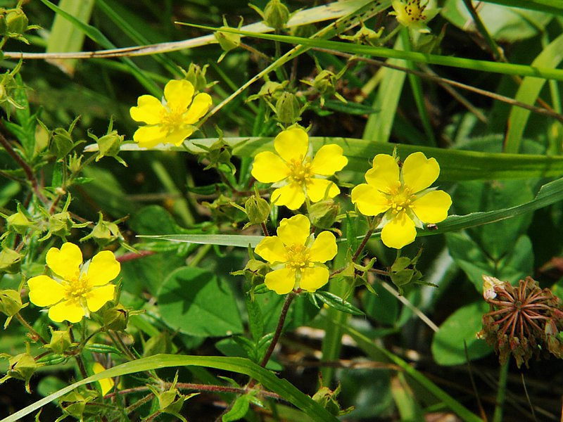 Image of Potentilla chinensis specimen.