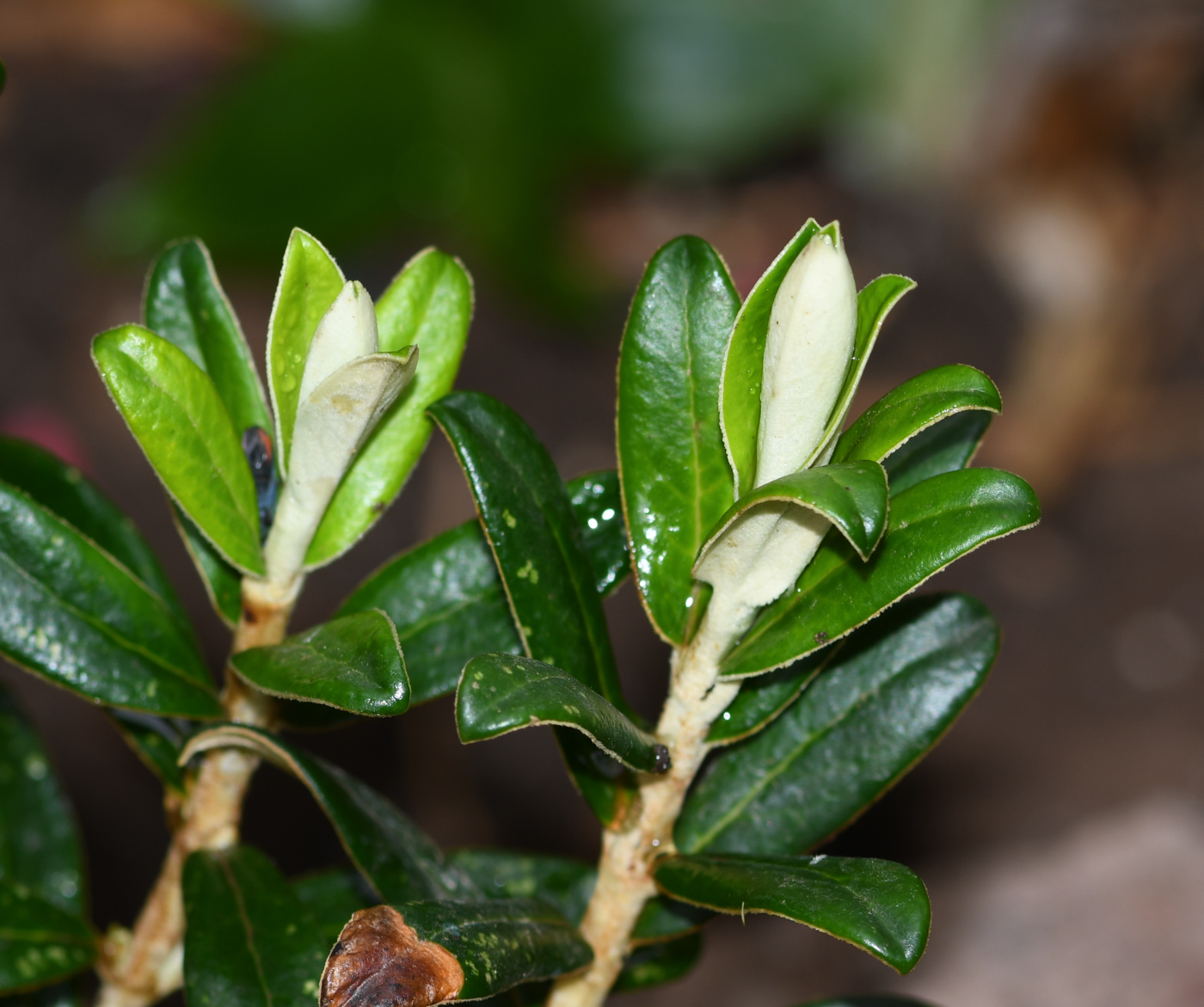 Image of class Magnoliopsida specimen.