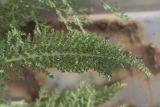 Achillea millefolium. Часть развивающегося листа. Крым, Бахчисарайский р-н, окр. с. Речное, окраина яблоневого сада. 22.08.2020.