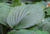 genus Hosta. Лист. Санкт-Петербург, Ботанический сад БИН РАН, в культуре. 10.09.2020.