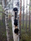 Betula pendula. Ствол растения, поражённого чагой. Тверская обл., Весьегонский р-н, бывшая свалка опилок на сфагновом болоте, земляной вал. 6 июня 2020 г.
