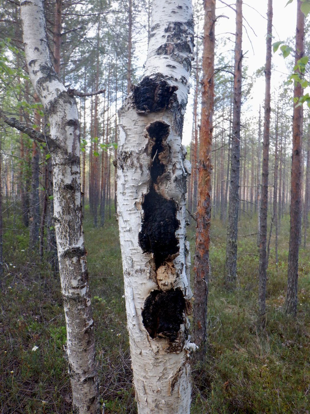 Image of Betula pendula specimen.