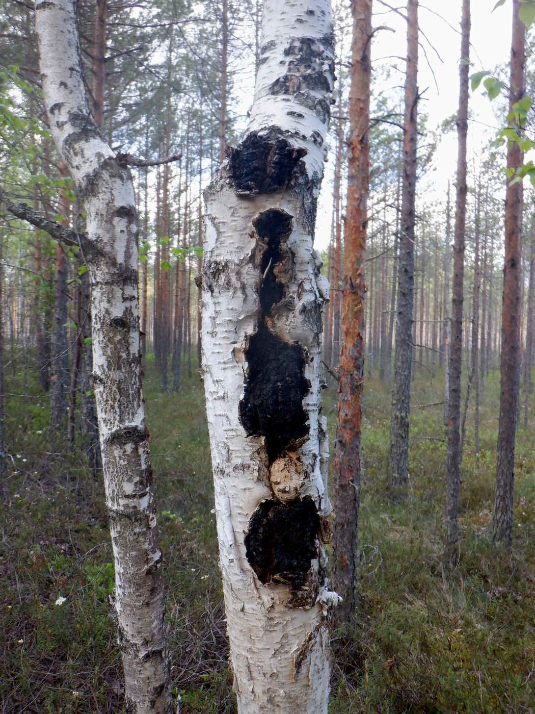 Изображение особи Betula pendula.