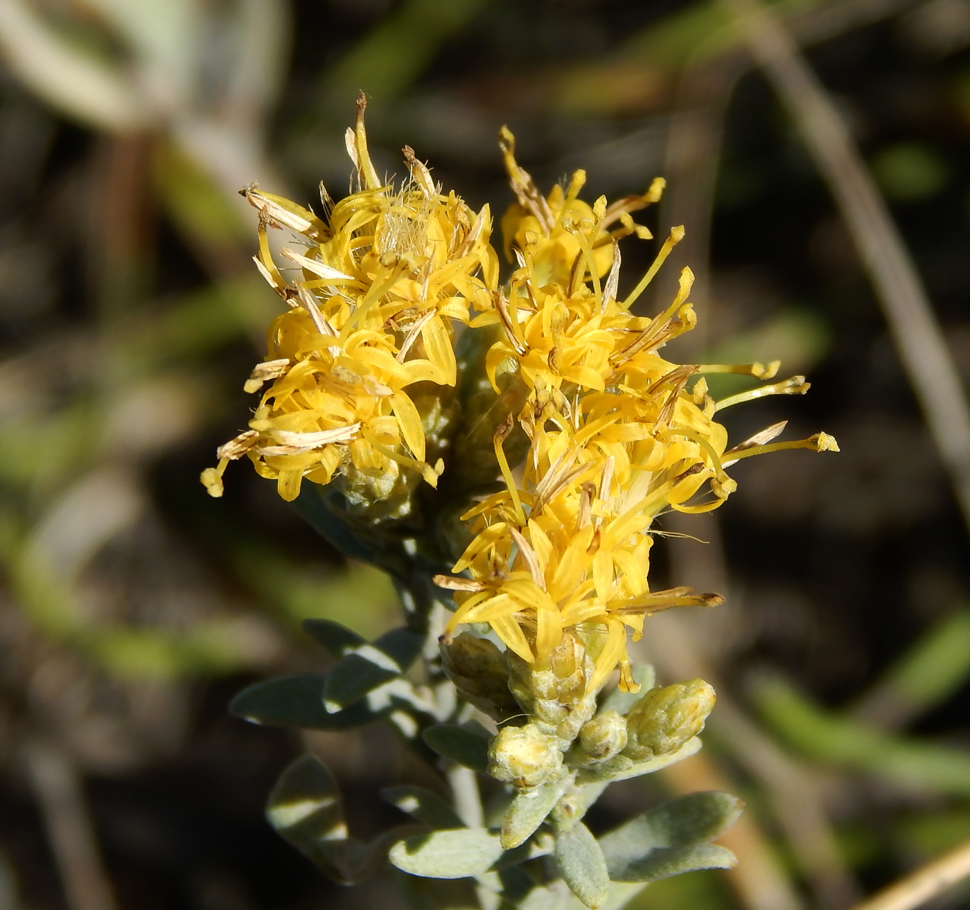 Image of Galatella villosa specimen.