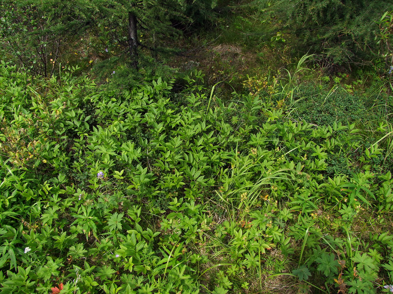 Image of Lathyrus komarovii specimen.