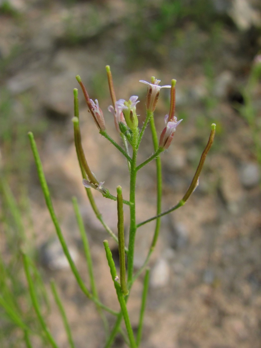 Изображение особи Dontostemon micranthus.