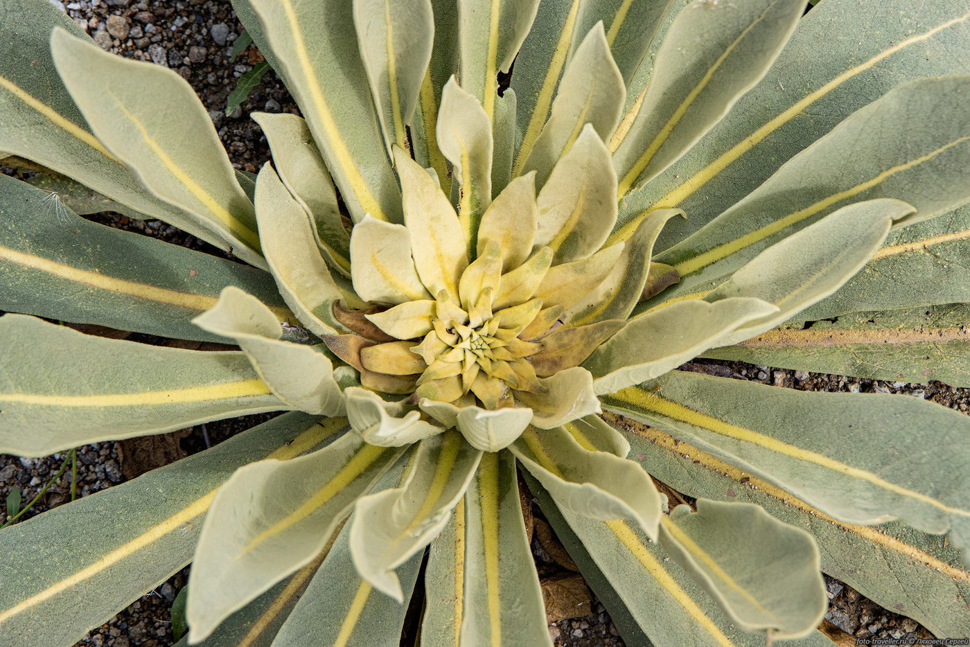 Изображение особи род Verbascum.